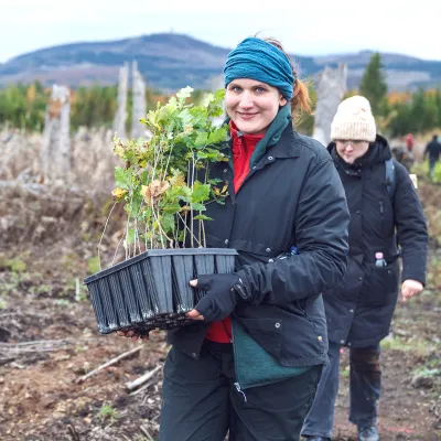 Lächelnde Teilnehmerin trägt Kiste mit Jungpflanzen über die Fläche