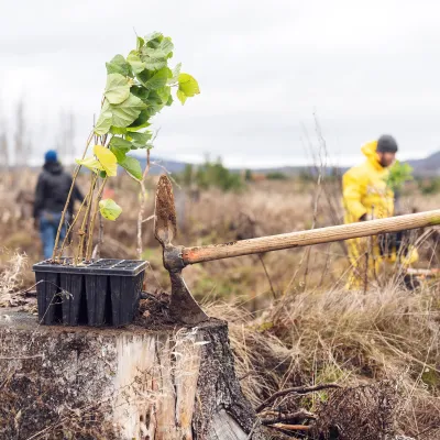 Blick über die Pflanzfläche mit Jungpflanzen und Werkzeug