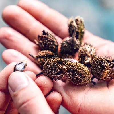 Zwei Hände mit Bucheckern