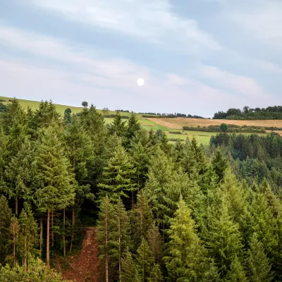 Waldlandschaft mit aufgehendem Mond