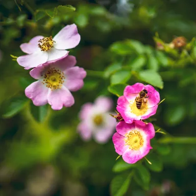 Fleißiges Bienchen sammelt Pollen