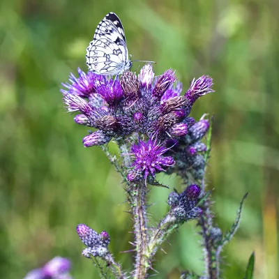 Falter_HessischeRhoen_Bergwaldprojekt