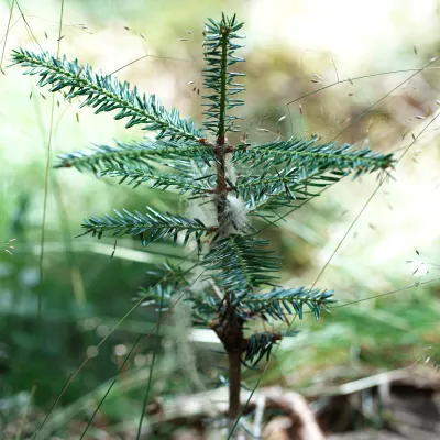 Nahaufnahme einer kleinen Weisstanne