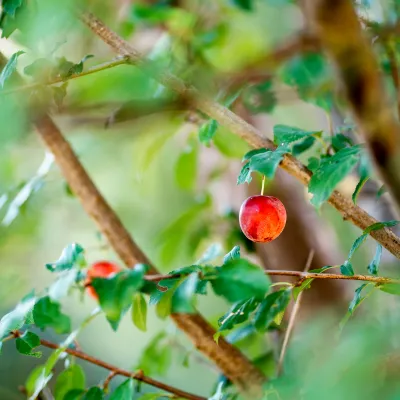 Knallrote Früchte im Obstbaum