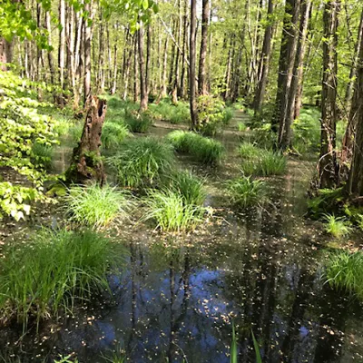 Moor_Rostock_Bergwaldprojekt_3