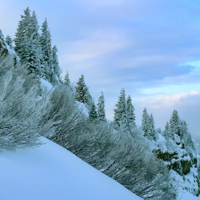 Nadelwald im Schnee im Gebirge