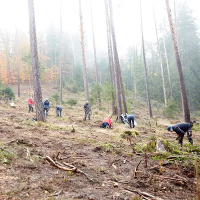 Arbeitsstelle im Wald in Amberg