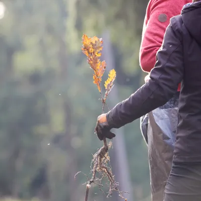 Hand hält Jungpflanze