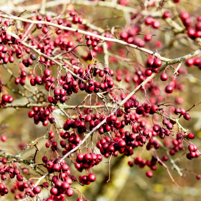 Rote Beeren an Busch