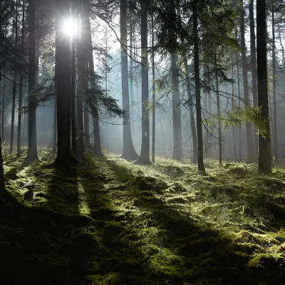 Stimmungsvolles Bild im dunklen Wald