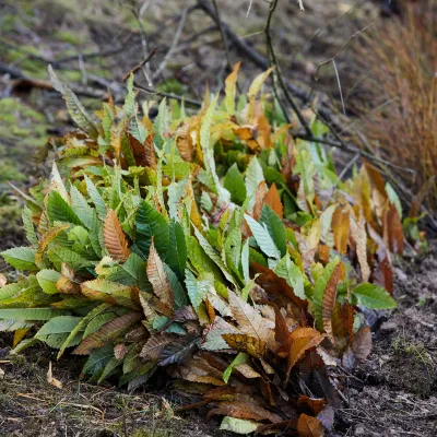 Bündel Jungpflanzen