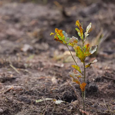 Frisch gepflanztes Bäumchen