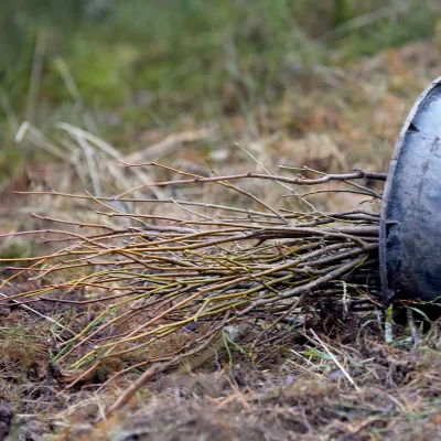 Eimer mit Jungpflanzen