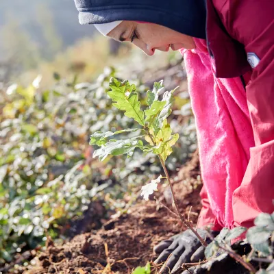 Frau pflanzt junge Eiche