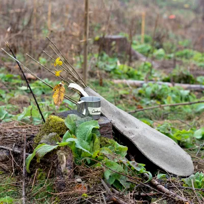 Jungpflanzen und Trinkbecher im Wald