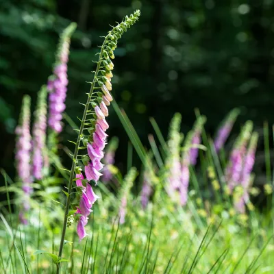 Fingerhut im Sonnenlicht
