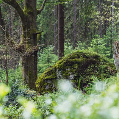 Blick in den grünen Wald