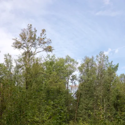 Blick auf den Wald