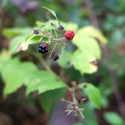 Nahaufnahme von Brombeeren