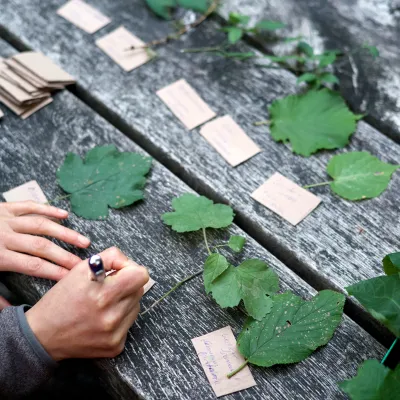 Verschiedene Blatt-Arten mit Beschriftungen auf einem Holztisch