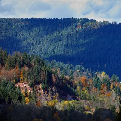 Weiter Blick über einen herbstlichen Wald