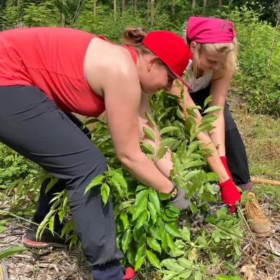 Zwei Frauen beim Entfernen von Pflanzen
