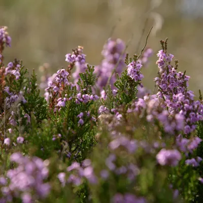 Macrobild von kleinen fliederfarbenen Blüten