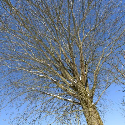 Laubloser Baum mit blauem Himmel