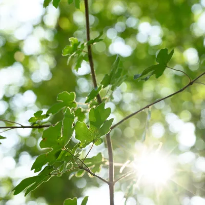 Blick durch Blätterdach in die Sonne