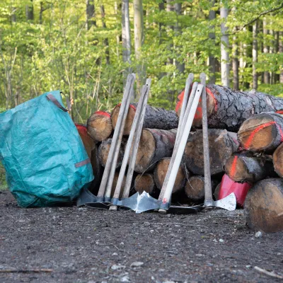 Wiedehopfhauen vor geschlagenen Stämmen