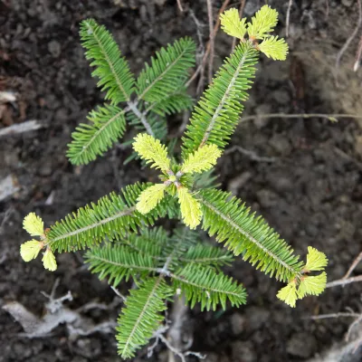 Frisch gepflanzter Nadelbaum von oben