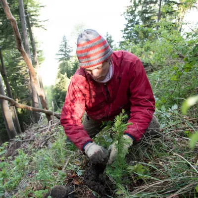 Person pflanzt Lärche im Steilhang
