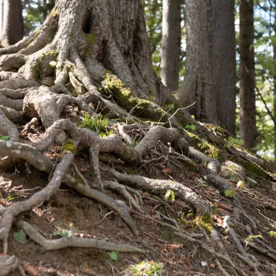 Wurzelgeflecht eines alten Baumes