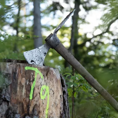 Wiedehopfhaue in Baumstumpf