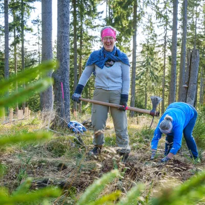 Fröhliche Frau bei der Pflanzung im Wald mit Wiedehopfhaue