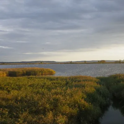Blick auf Schilf und Wasser auf Prora