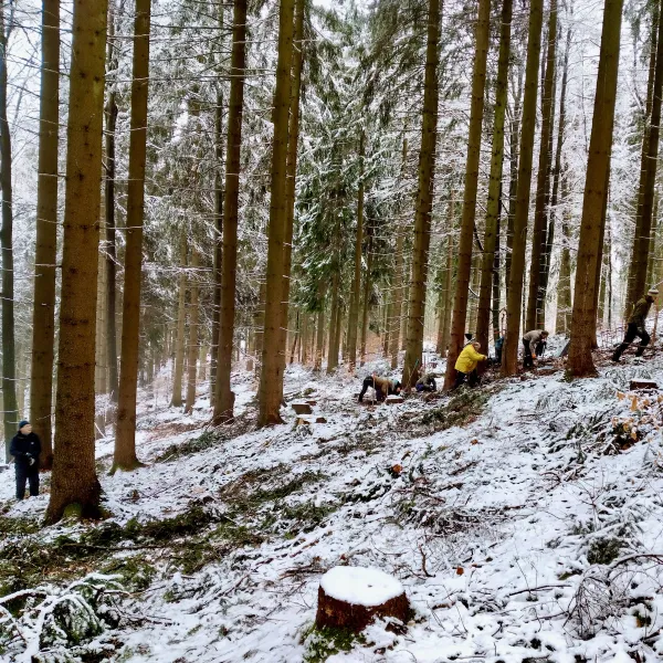 Schneepflanzung im Osterzgebirge