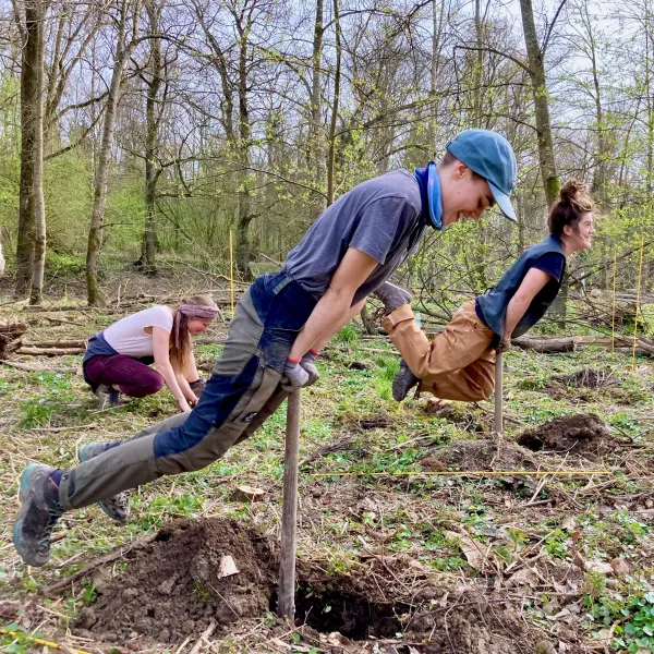 Hohlspatenpflanzung im Auwald