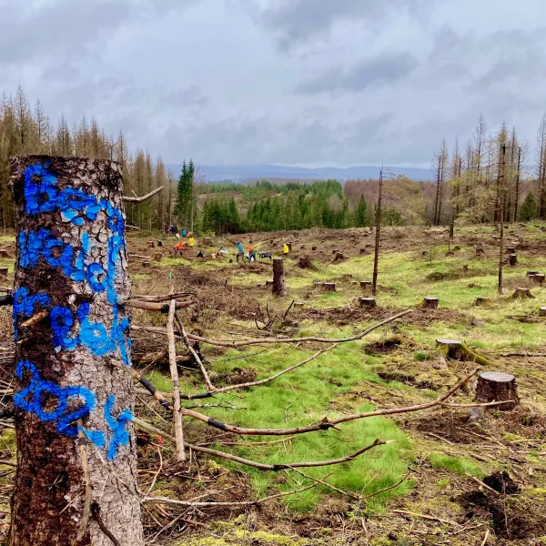 Bachlaufpflanzfläche für Erlen in Braunlage