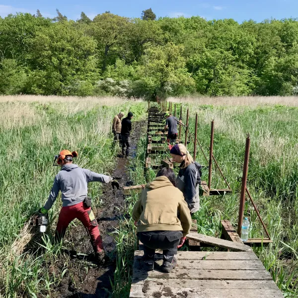 Rückbau eines Weges durchs Feuchtgebiet