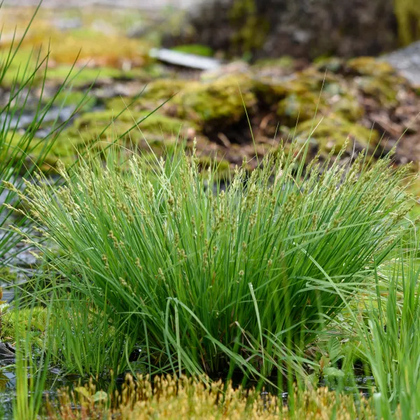 Binsen im intakten Moor