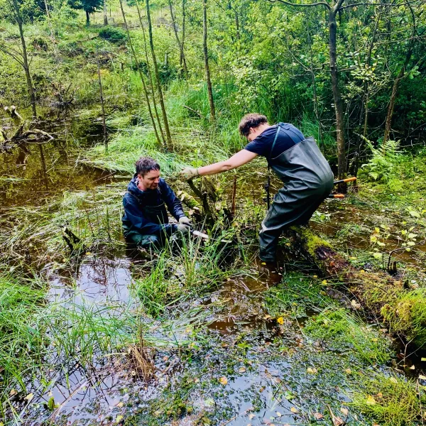 Mit Wathosen Erlenbruchwald pflegen