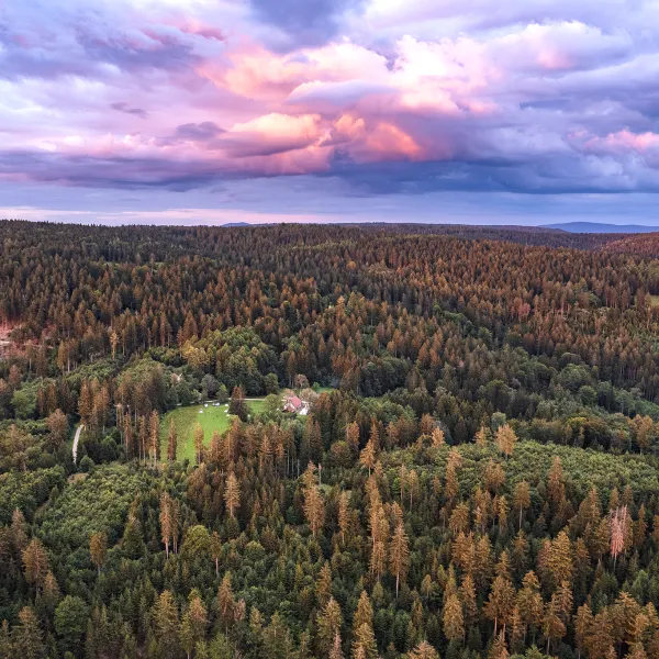 Weiter Blick auf eine abendliche Waldlandschaft