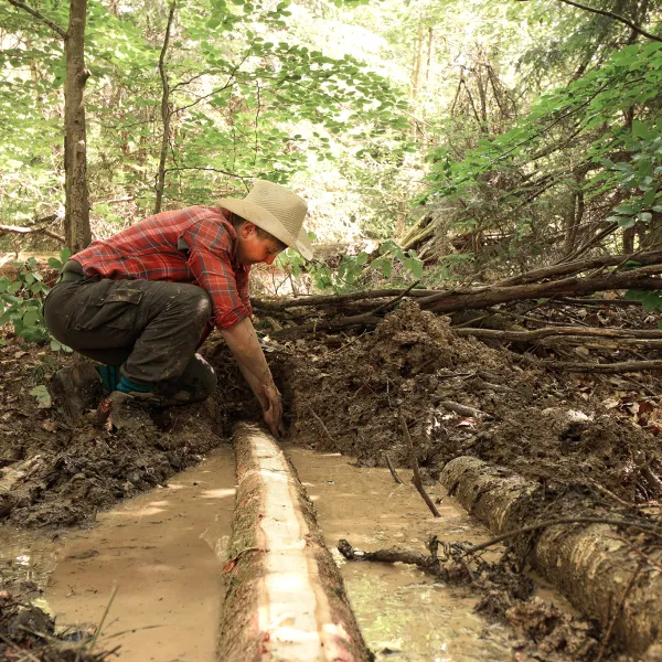 Baumstämme in Gewässern im Wald