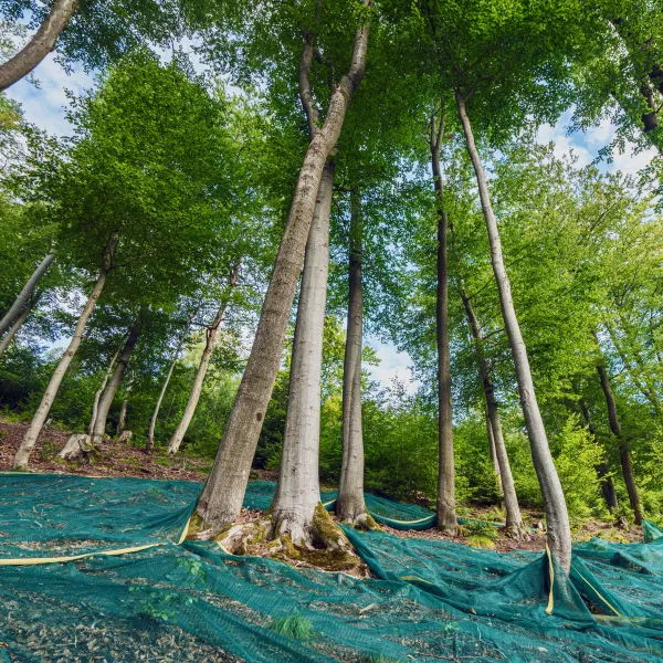 Ausgelegte Netze unter alten Buchen