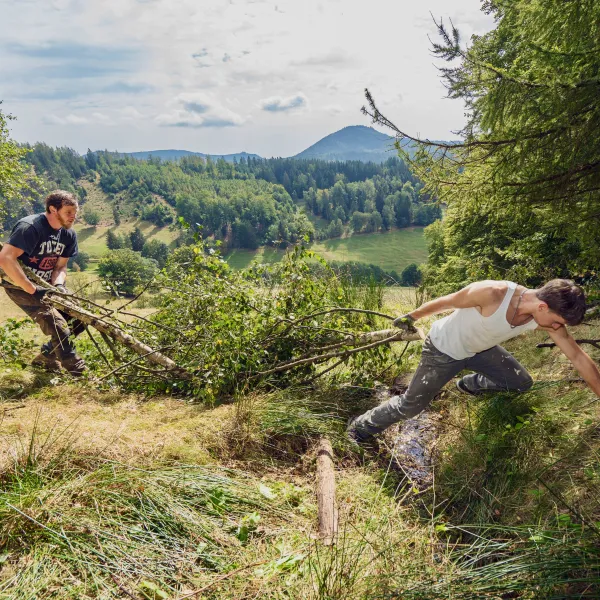 Schüler ziehen gefällte Bäume von einer Wiese