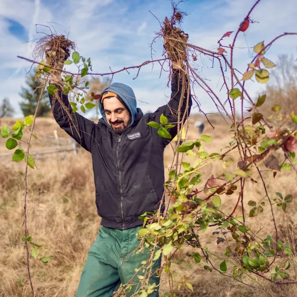 Freiwilliger kämpft mit Brombeerranke wie Lakoon mit Schlange