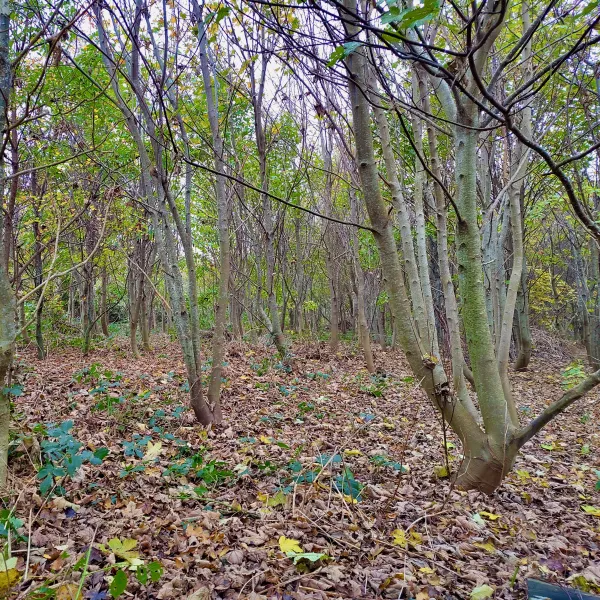 Von Wind und Wetter geformter Laubwald