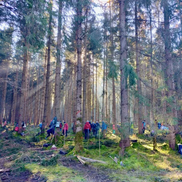 Die Sonne bricht durch den Fichtenbestand, in dem gepflanzt wird