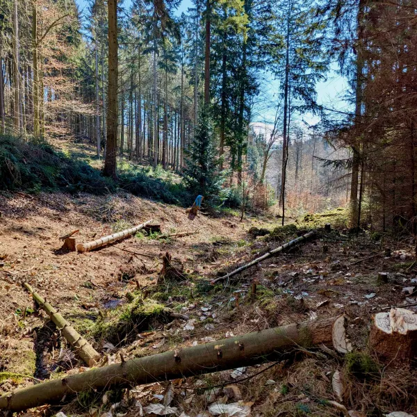 Geroderter und entfichteter Bachlauf